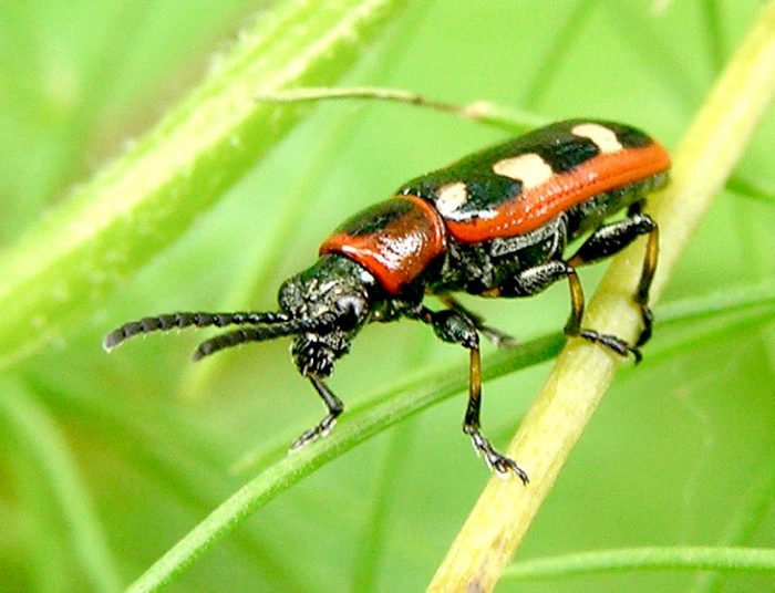 Asparagus leaf beetle