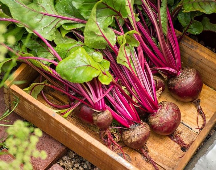 Harvesting and storage of beets