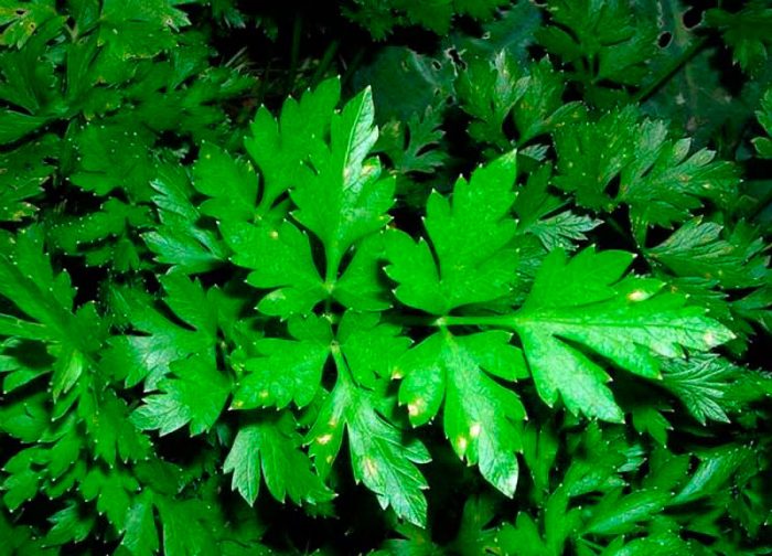 Smooth leafy parsley varieties