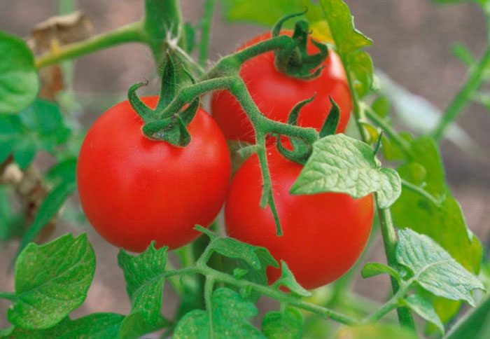 Funktioner av tomater
