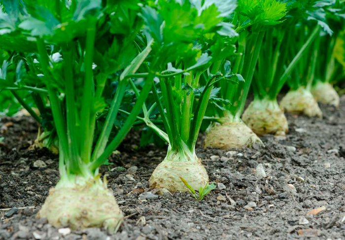Features of celery