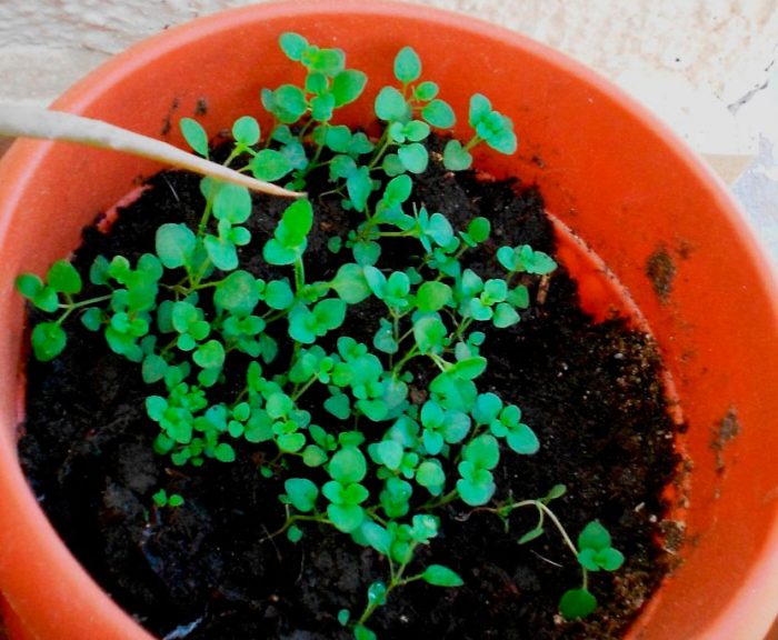 Planting thyme for seedlings