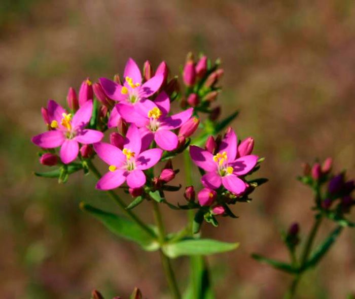 Care for centaury