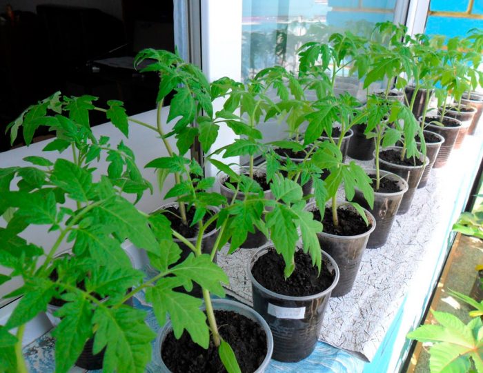 Växande tomatplantor