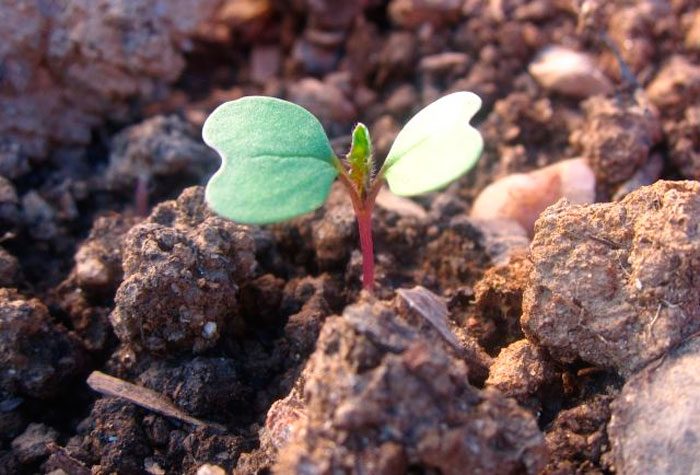 Creșterea navetelor din semințe