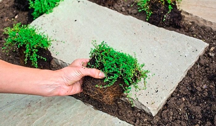 Planting thyme outdoors