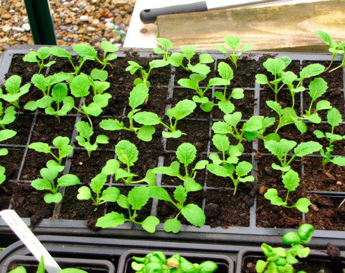Growing turnip seedlings