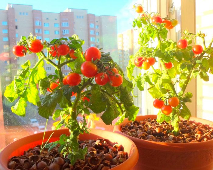 Växande tomater på en fönsterbräda