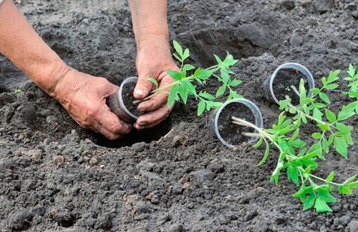Planting tomatoes in open ground