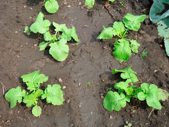 Planting turnips in open ground
