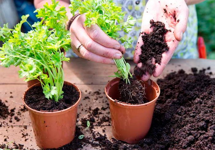How to grow from a root vegetable