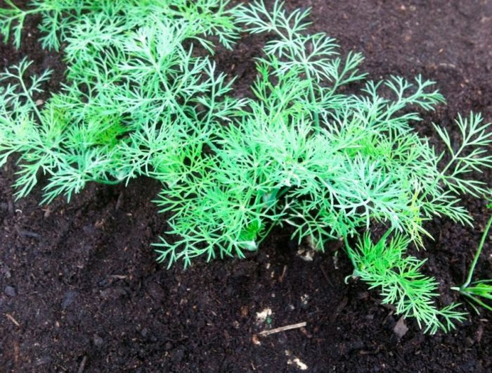 Top dressing of dill