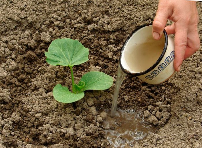 Regler för plantering i öppen jord