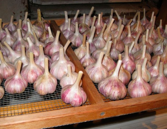 Harvesting and storing garlic