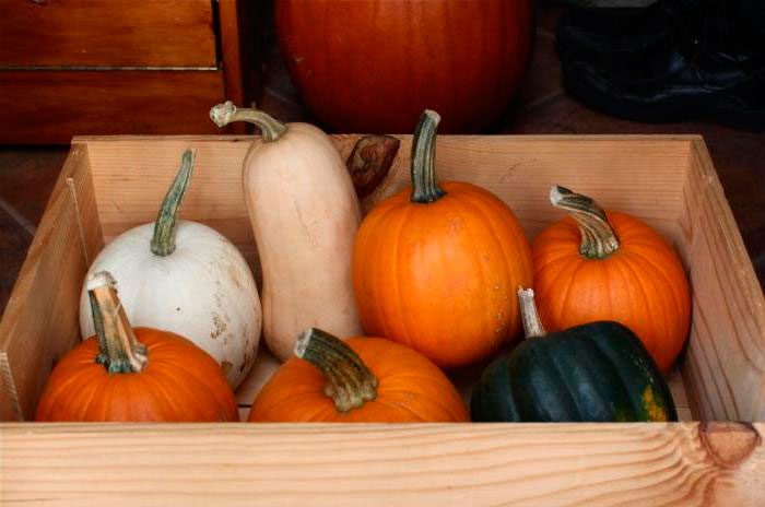 Collection and storage of pumpkin