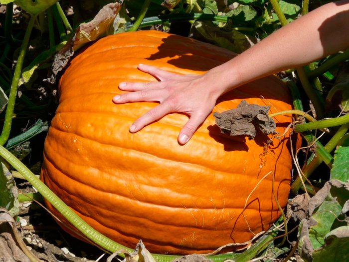 Large-fruited pumpkin