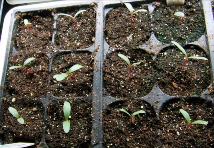 Cultivarea gomphren din semințe