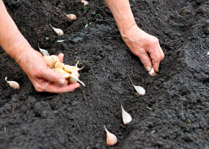 Planting garlic outdoors