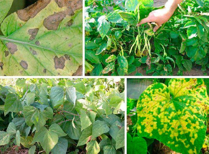 Diseases and pests of beans