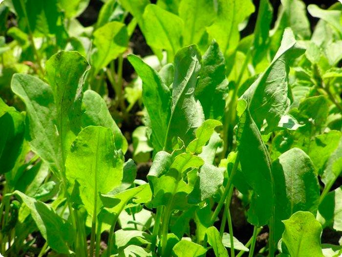 Common sorrel or sour