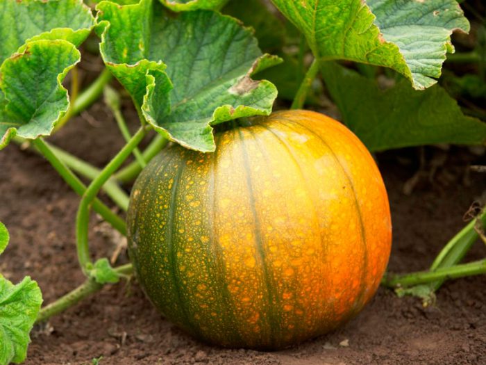 Growing pumpkin in a greenhouse