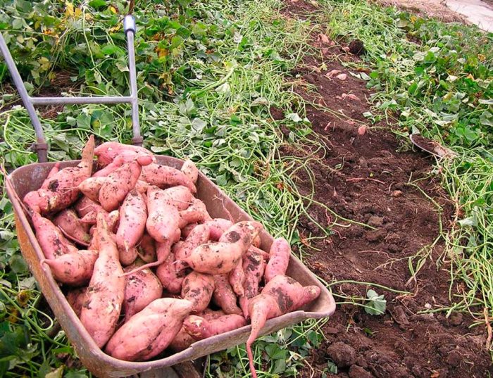 Cleaning and storage of sweet potatoes