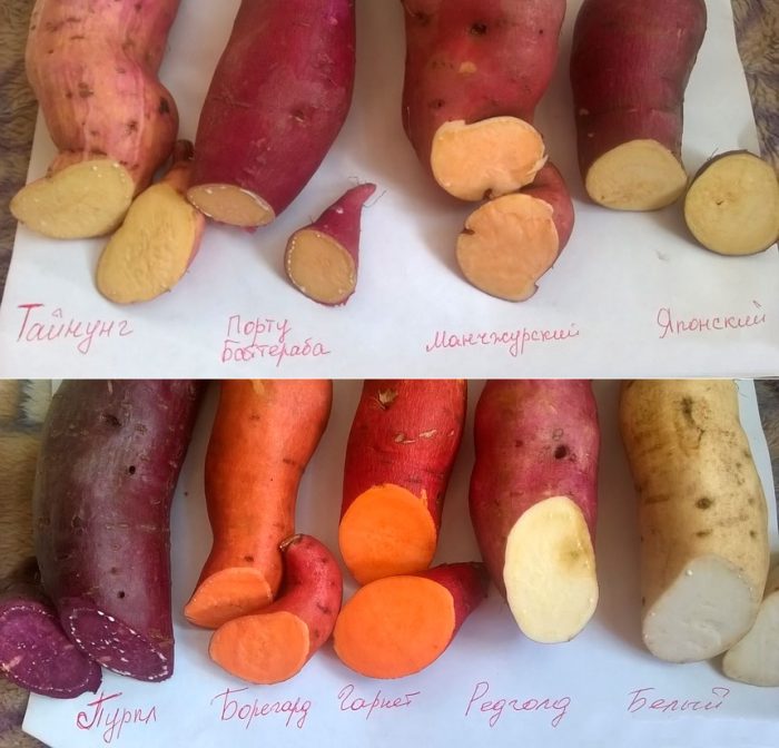 Types and varieties of sweet potatoes
