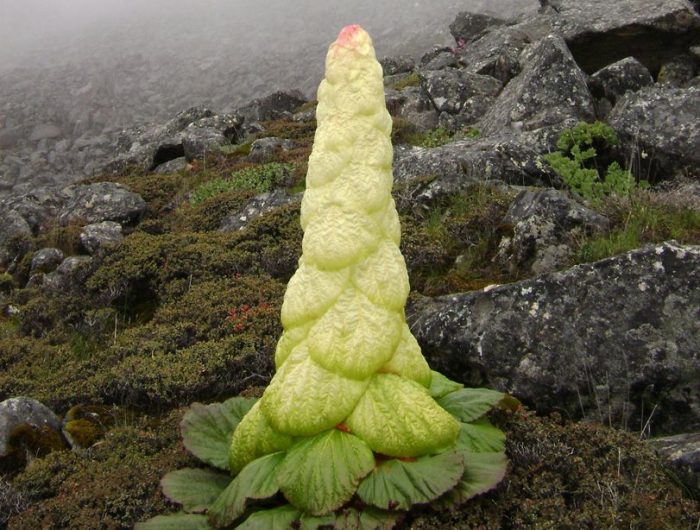 Noble rhubarb