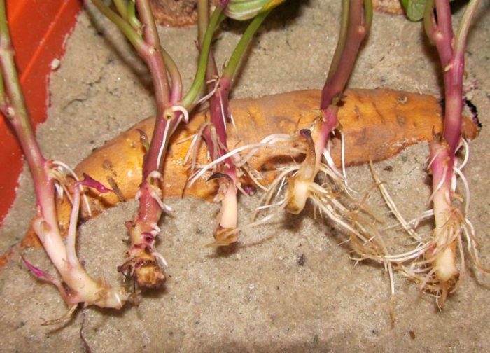 Cultivarea cartofilor dulci din semințe