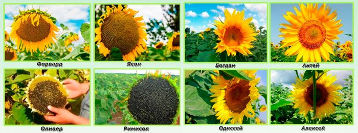 Types and varieties of sunflower