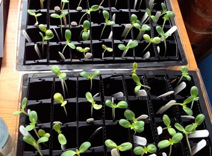 Växande solrosplantor
