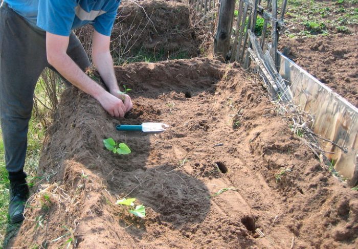 Plantarea cartofilor dulci în pământ deschis