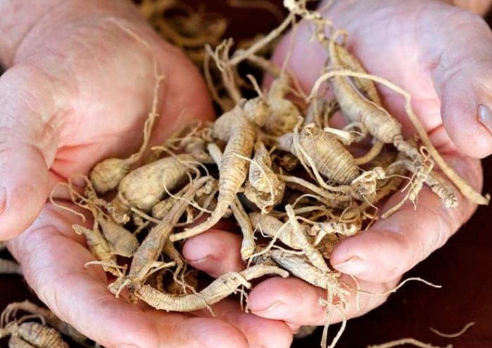 Collecting and storing ginseng