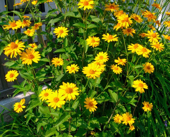 Sunflower heliopsis