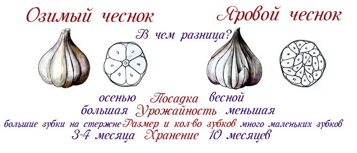 Features of spring garlic