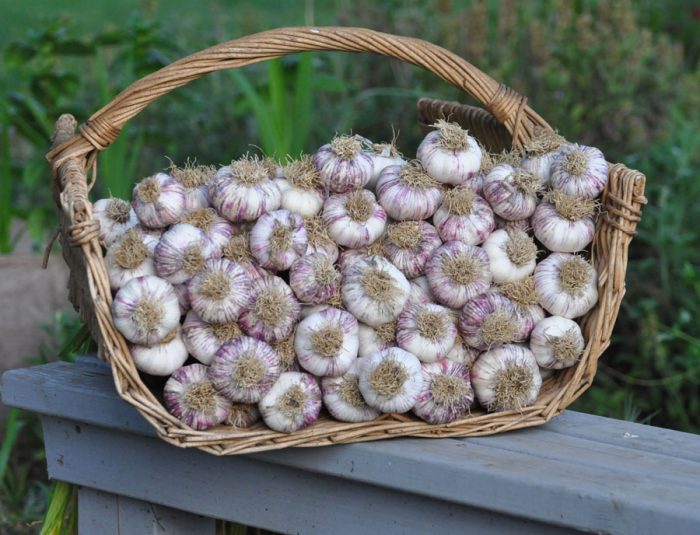 Harvesting and storage of spring garlic