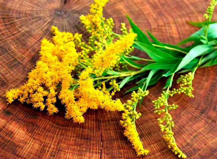 The healing properties of goldenrod