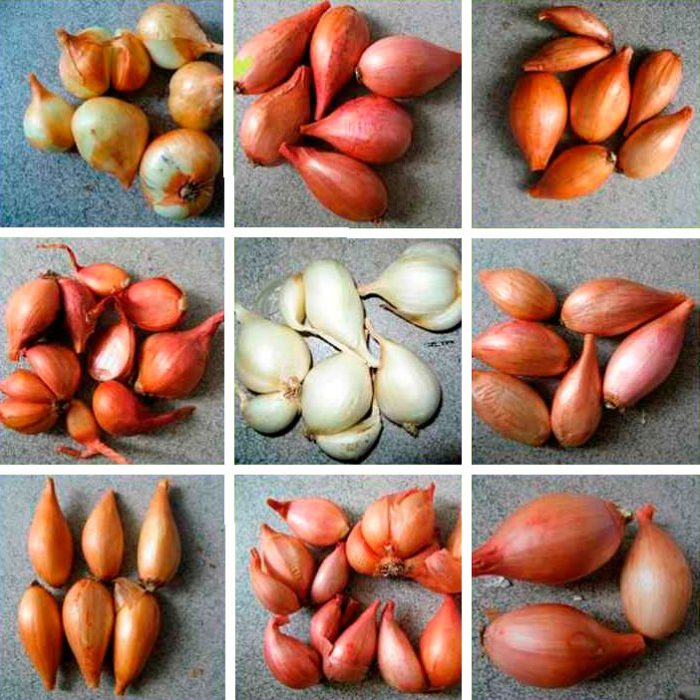 Types and varieties of shallots