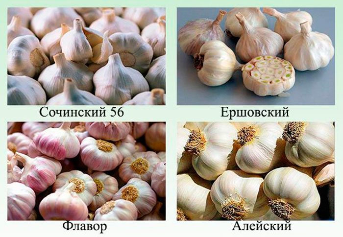 Types and varieties of spring garlic