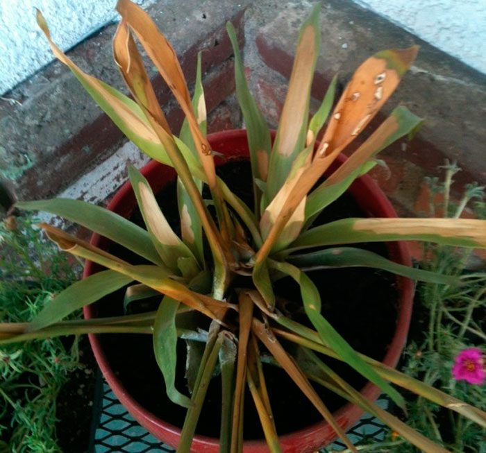 Diseases of bromeliads and their treatment