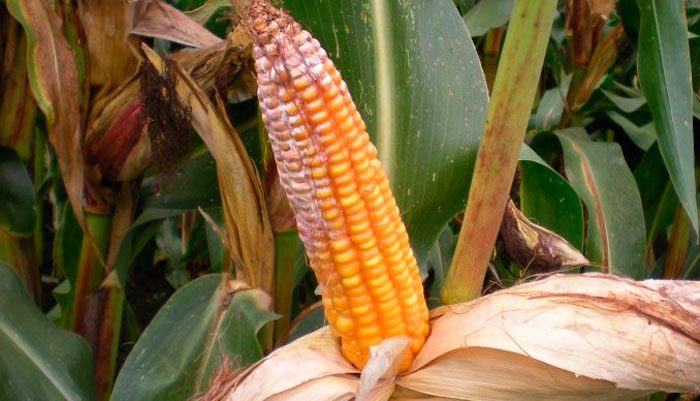 Red rot on the cob