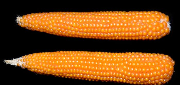 Bursting corn