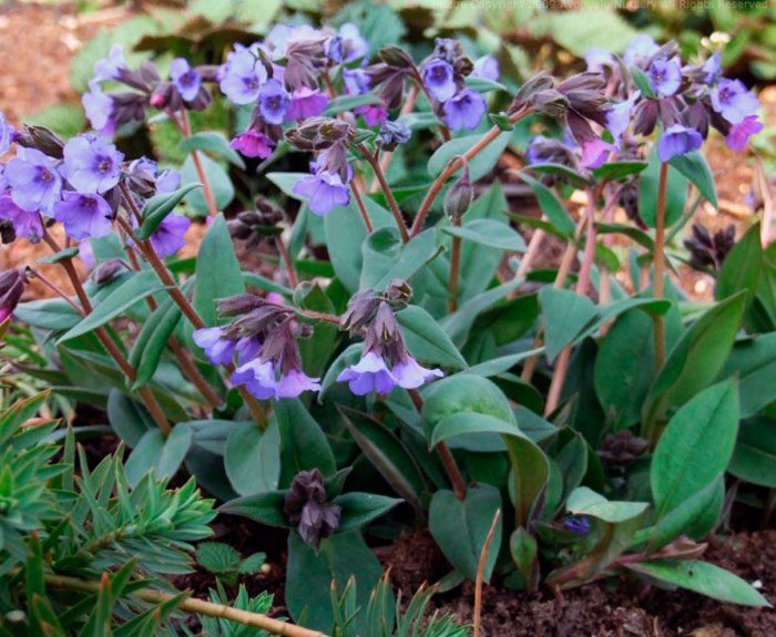 Planting lungwort in open ground