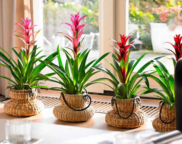 Caring for bromeliads at home
