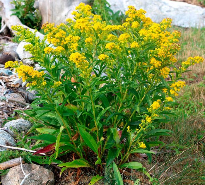 Planting goldenrod in the ground