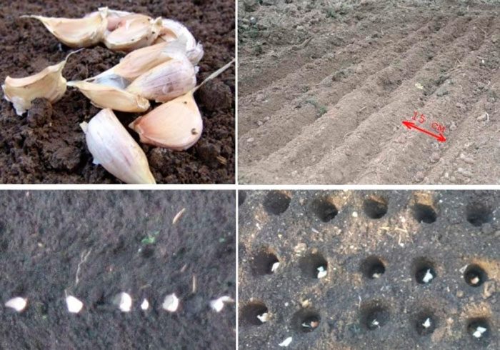 Planting spring garlic outdoors