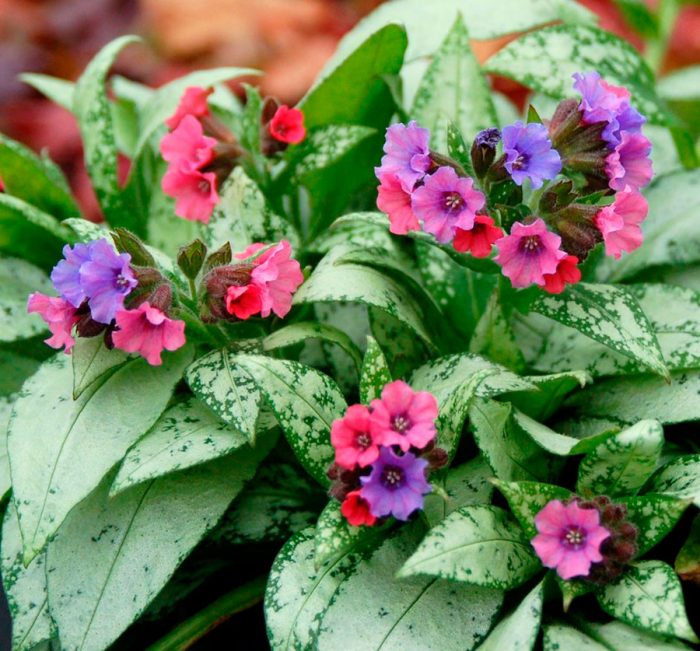 Care of lungwort in the garden