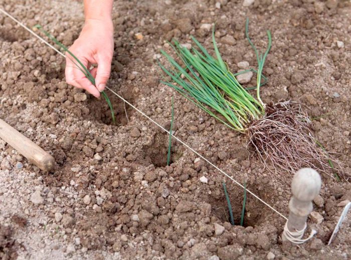 Planting leeks outdoors
