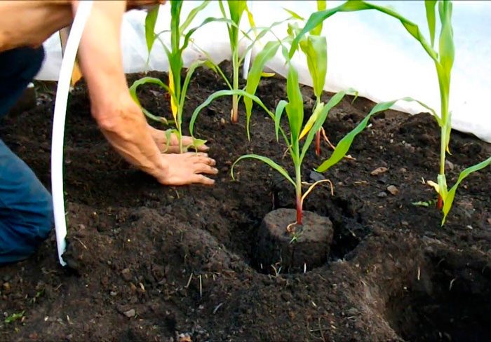 Planting corn outdoors