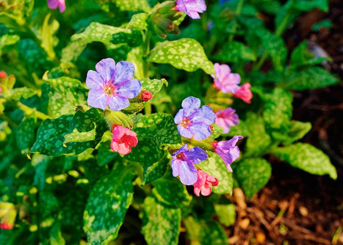 Pests and diseases of lungwort